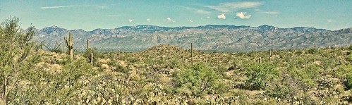 cactus nature cacti landscape sand desert scape sonorandesert catalinamountains