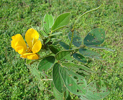 Senna pallida, a Twin-flowered Cassia.