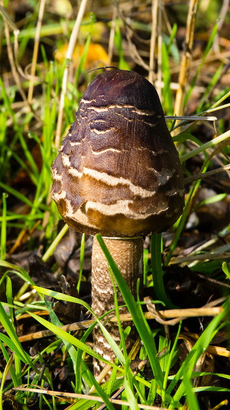 Young parasol mushroom, Northycote Farm