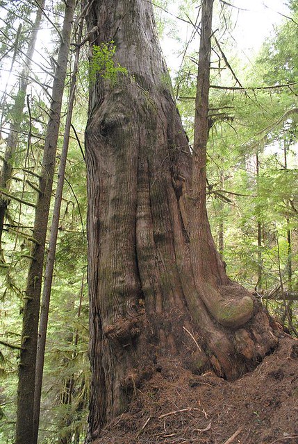 Giant Western Red Cedar, Avatar Grove - Port Renfrew, Vancouver Island, British Columbia, Canada.