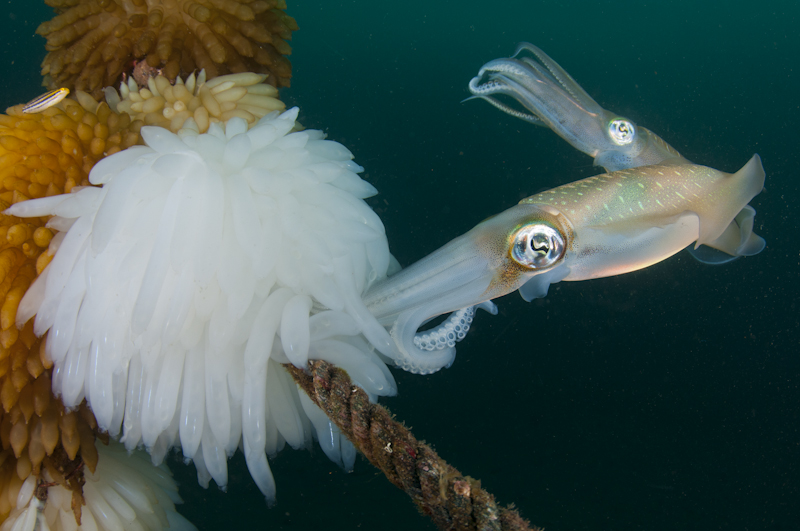 Big-Fin Reef Squid laying eggs on мooring line – LeмƄeh St… | Flickr