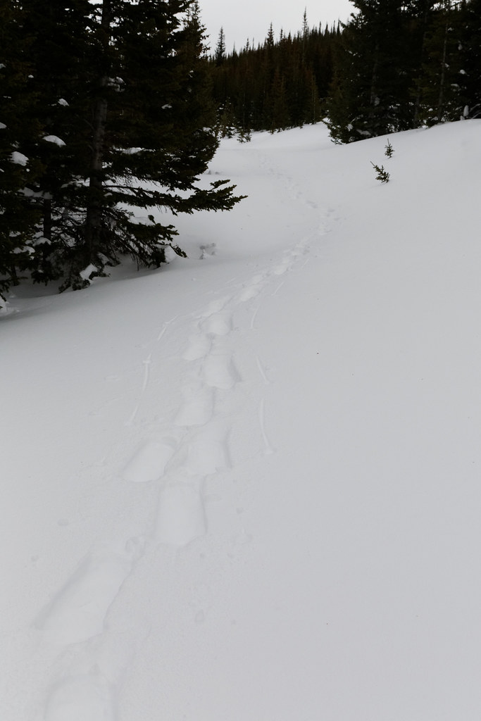 Sawmill Snow Trail