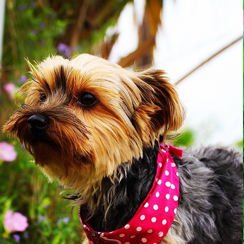My little GiGi being sweet and spoiled! | by ChristyLandriault
