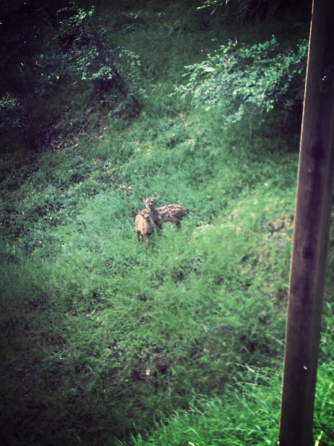 Baby fawns!