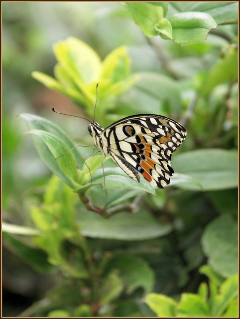 Butterfly, Blenheim