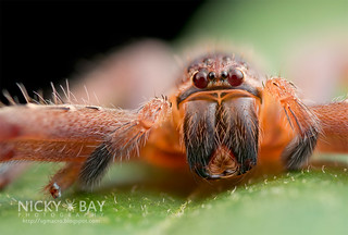 Huntsman Spider (Gnathopalystes sp.) - DSC_2158