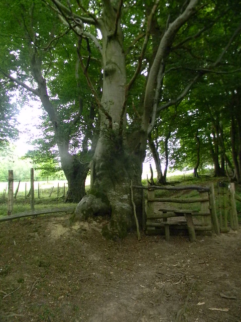 Old stile, gnarled tree Wadhurst Circular