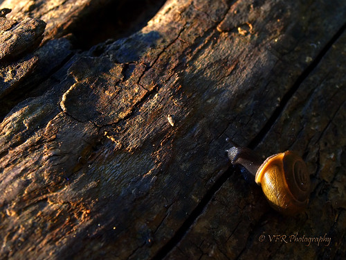 Snailset by VFR Photography, While waiting for the sunset to materialize this past Wednesday evening (8-28-2013), I found this sn