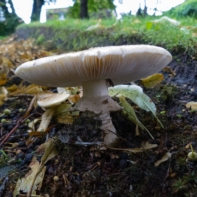 Grey spotted amanita