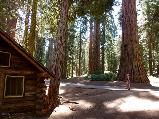 Mariposa Grove of Giant Sequoias - Yosemite National Park, California