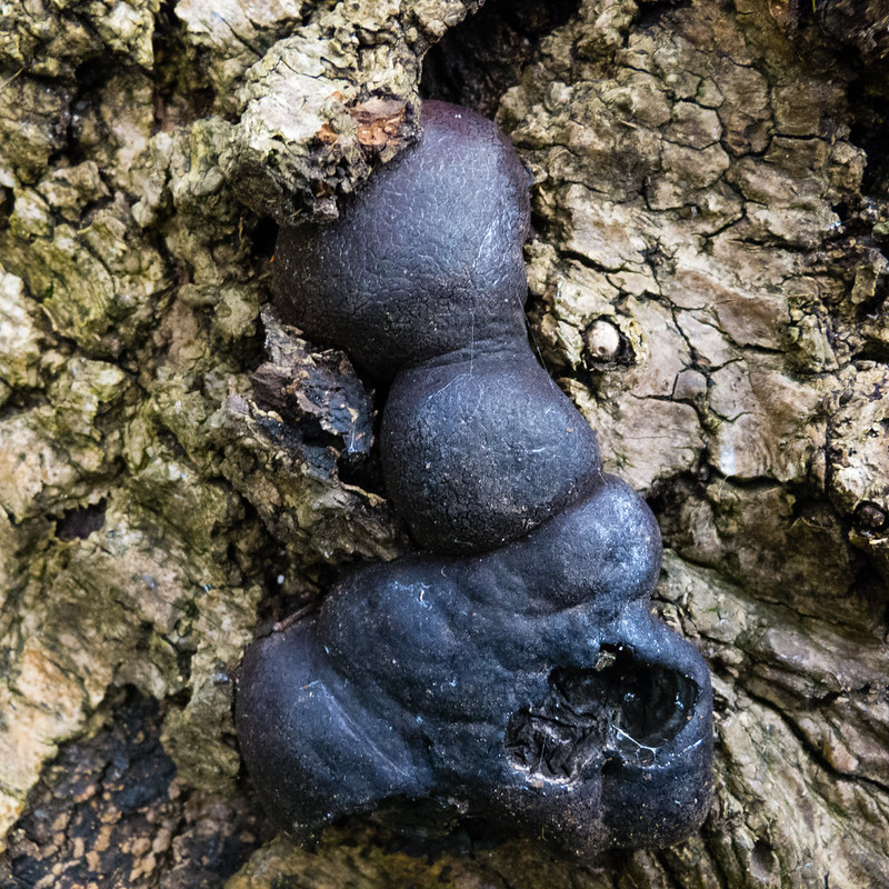 Cramp balls on a tree stump