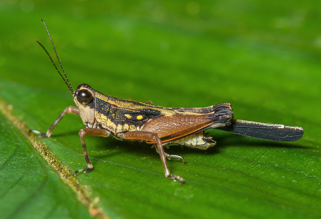 Pygmy Grasshopper - Scaria fasciata (Tetrigidae) 109h-9970
