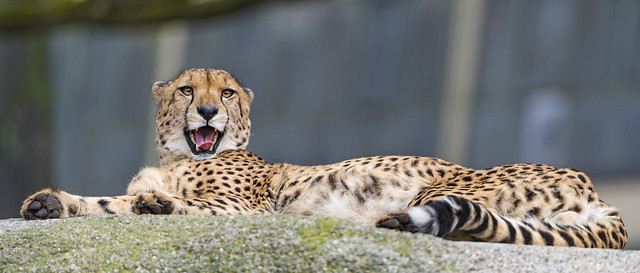 Cheetah chirping on the stone