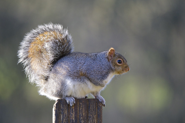 Grey Squirrel _DSC3566