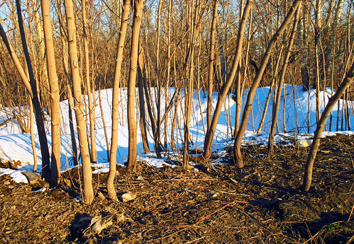 winter snow tree departure recession leavetaking forest serene spring withdrawal outgo retiral acer aceraceae acernegundo bankofsnow snowbank snowpile bank sunlit light bright scape landscape scenery canon canondigital canonphotography canonixus ixus ixus275 elph outdoor amateur tomsk westernsiberia russia siberia brown earth white blue trunk branch salient floral plant flora