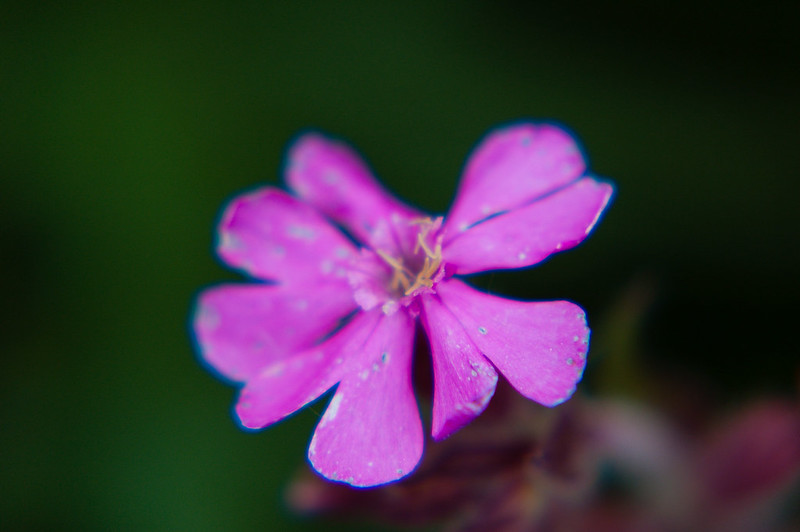 Red campion flowering