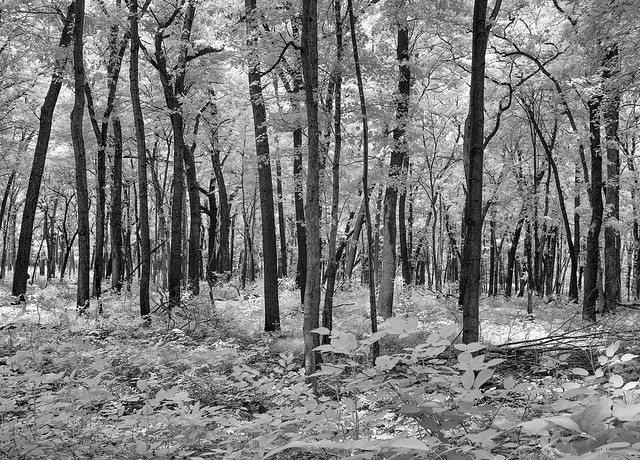 Infrared: Indiana Dunes State Park