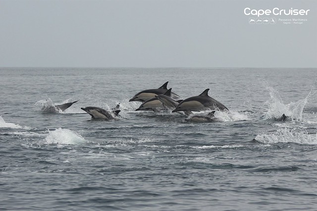 Golfinhos Comum / Common Dolphin - Cape Cruiser - Sagres