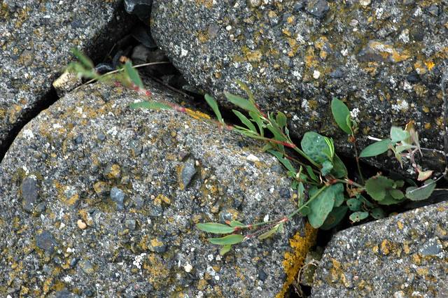 Polygonum aviculare (Common Knotgrass / Gewoon varkensgras)