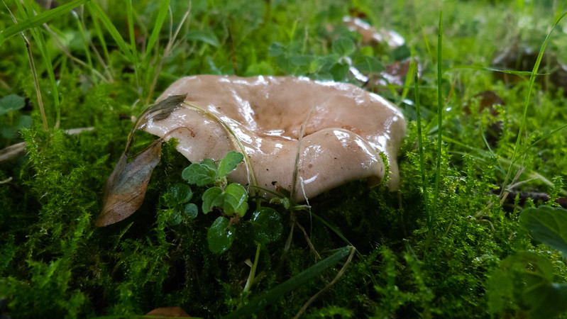 Slimy Milkcap