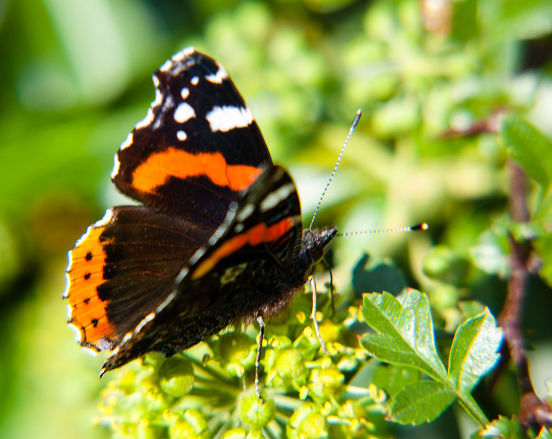 Autumn red admiral