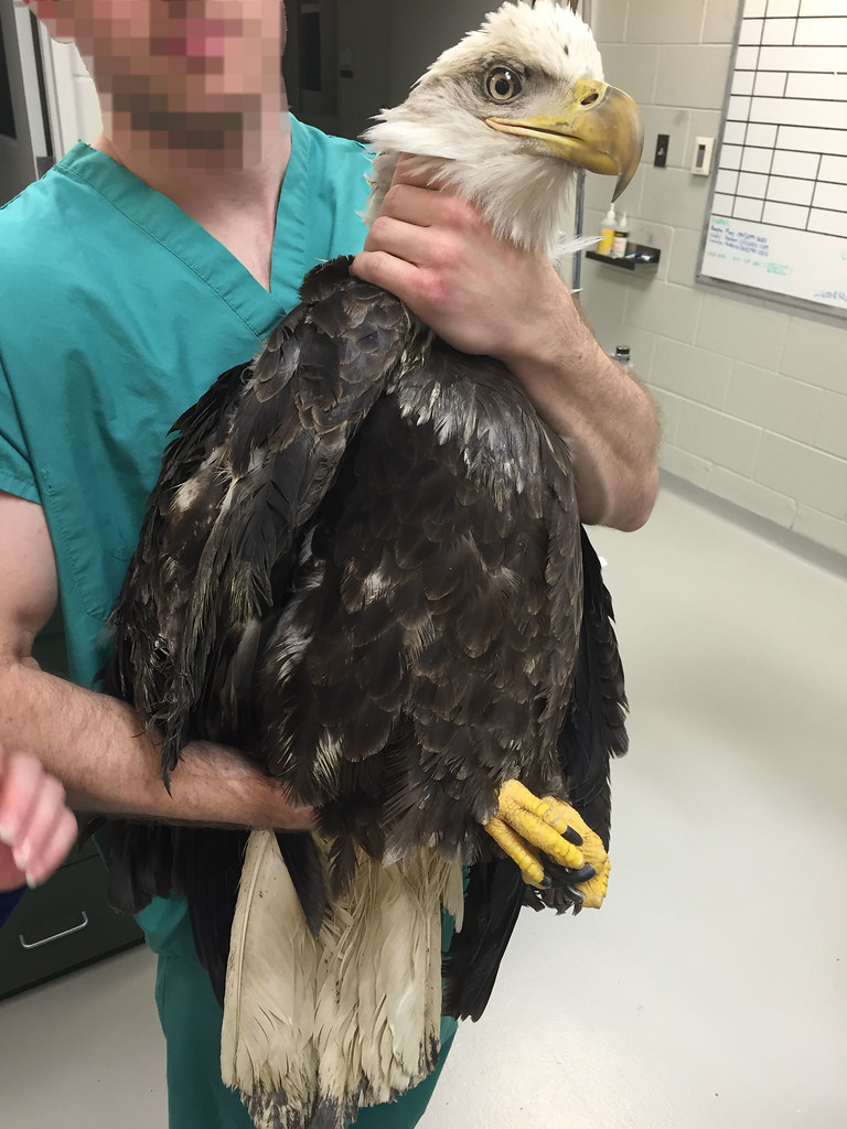River, Bald Eagle - Veterinary Medicine at Illinois