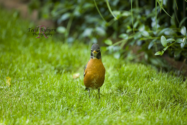 Robin on the Lawn