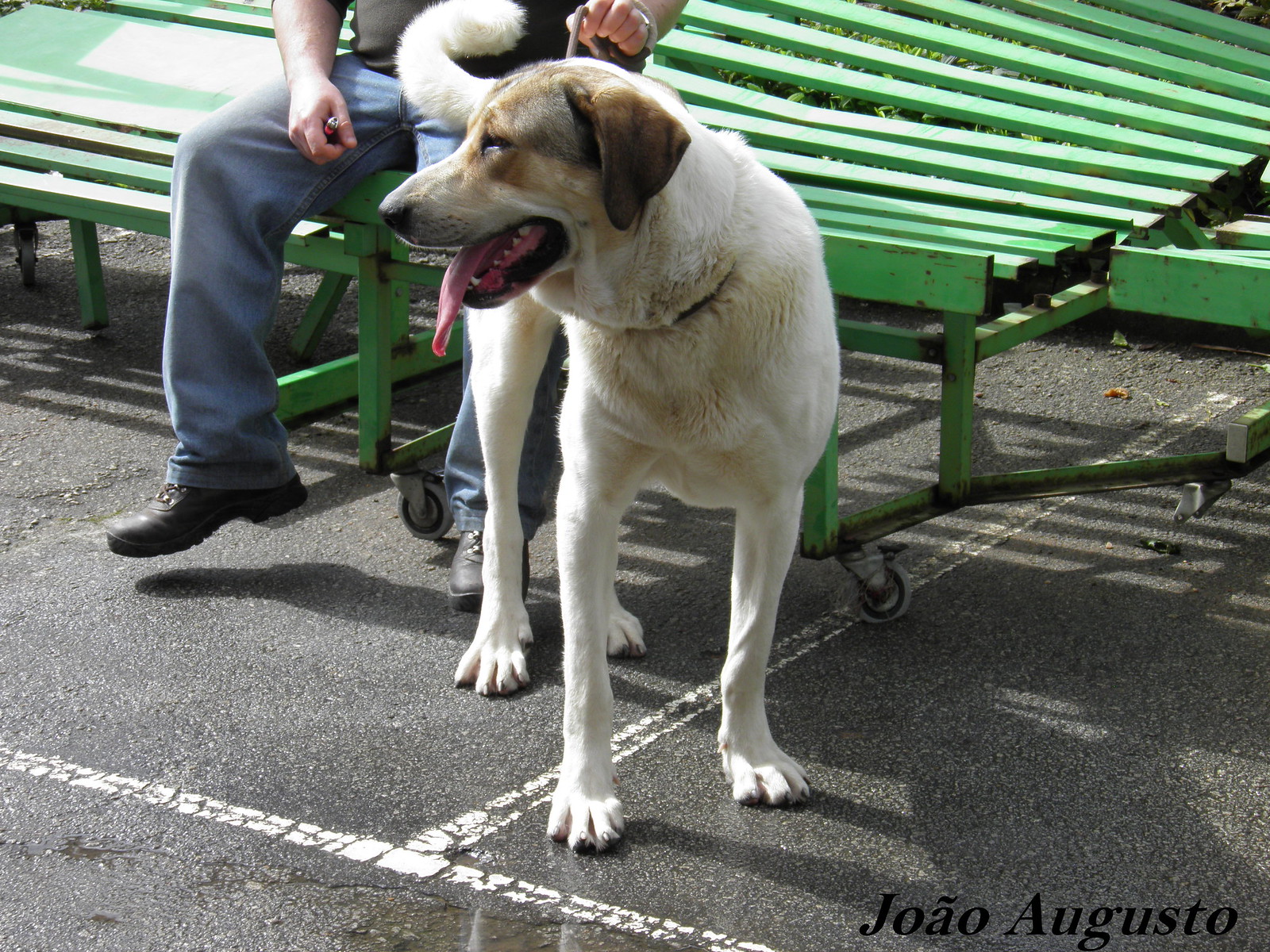 Central Asian Shepherd Dog - Dog Scanner