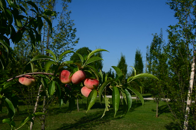 Prunus persica var. platycarpa