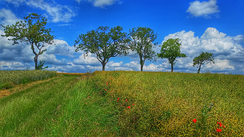 summer trees clouds field poppies