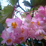 DSC_0398 - Begonia blossoms