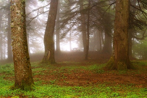 pentaxmx pentaxa 50mm agfa expired film forest moody fog misty mist atmosphere landscape mountains greece