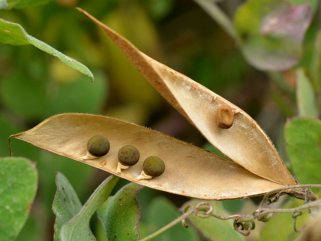 Peas in a pod of native Wild Sweetpea (Lathyrus vestitus, Fabaceae)