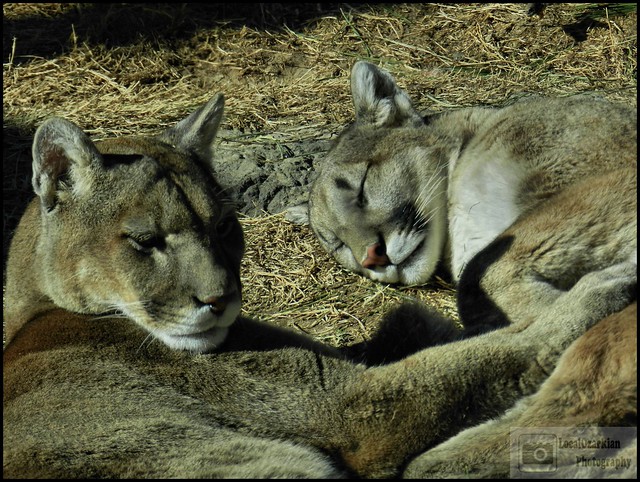 Mountain Lions - Dickerson Park Zoo