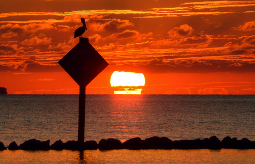 sunset water silhouette america tampa bay tampabay pelican hdr tampabaysunset