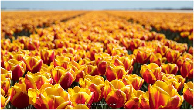 Tulips, Netherlands