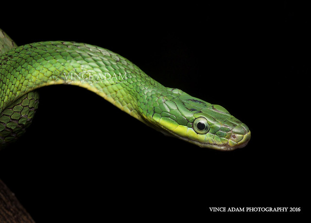 IMG_5773-0(W) Green Trinket Snake (Gonyosoma coeruleum) Liu, Hou, Lwin, Wang, & Rao (2021 )