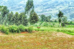 Kibangay Countryside ? #postcardFromKibangay #farmlife #farmtown #iphonegraphy #nature #instanature #hubnature #instagramhub #itsmorefuninmindanao #itsmorefuninthephilippines #landscape
