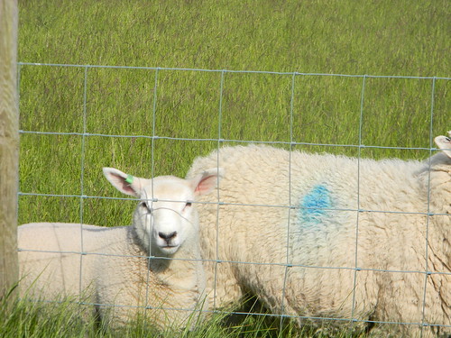 Sheep watch Salisbury to Amesbury via Stonehenge