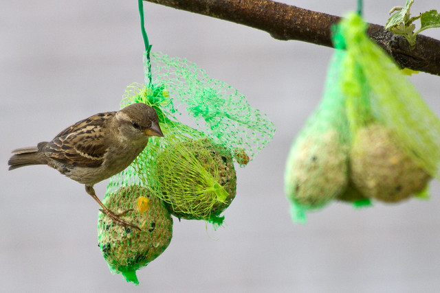 Female Sparrows Feeding