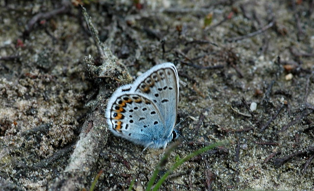 Plebejus argus (Silver-studded blue / Heideblauwtje)