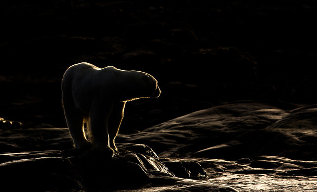 Polarbear @ Whiteisland, Norway