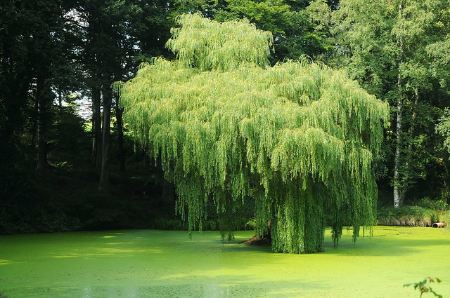 Trauerweide (Salix babylonica) an einem Teich am Freilicht-Theater in Schwabstedt-Holbek, Nordfriesland (5)