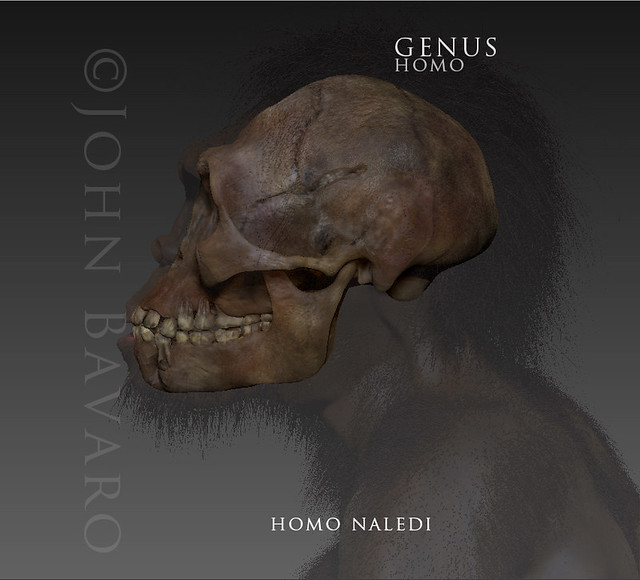 Homo Naledi w.skull