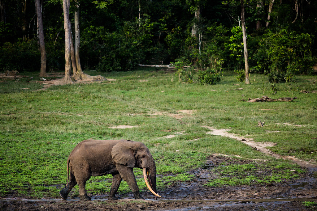 Dzanga Bai Elephant Enclave