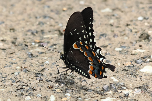 animal butterfly insect swallowtail spicebushswallowtail papiliotroilus graysonlakestatepark