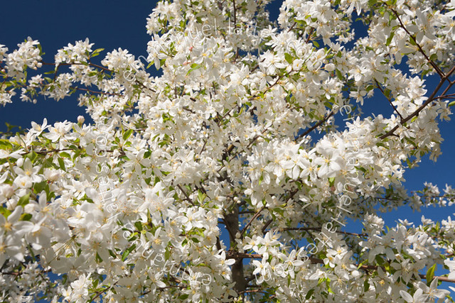 Pommier d'ornement (Malus transitoria) en fleurs au printemps.