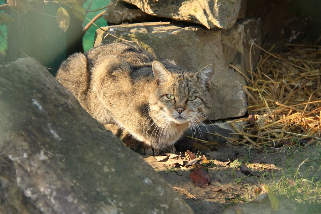 Wildkatzenpfad im Hainich am 01.11.2015