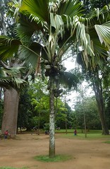 Kandi jardin botanique de Peradeniya (le parc) (9)