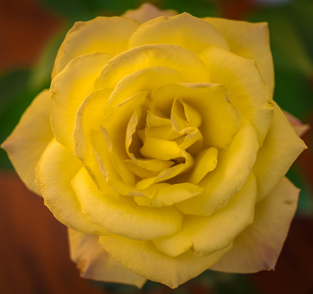 Ageing Roses Aging Gracefully! | Yup! Same rose taken and posted on 07Nov… | Flickr
